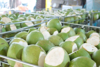 coconut export from vietnam