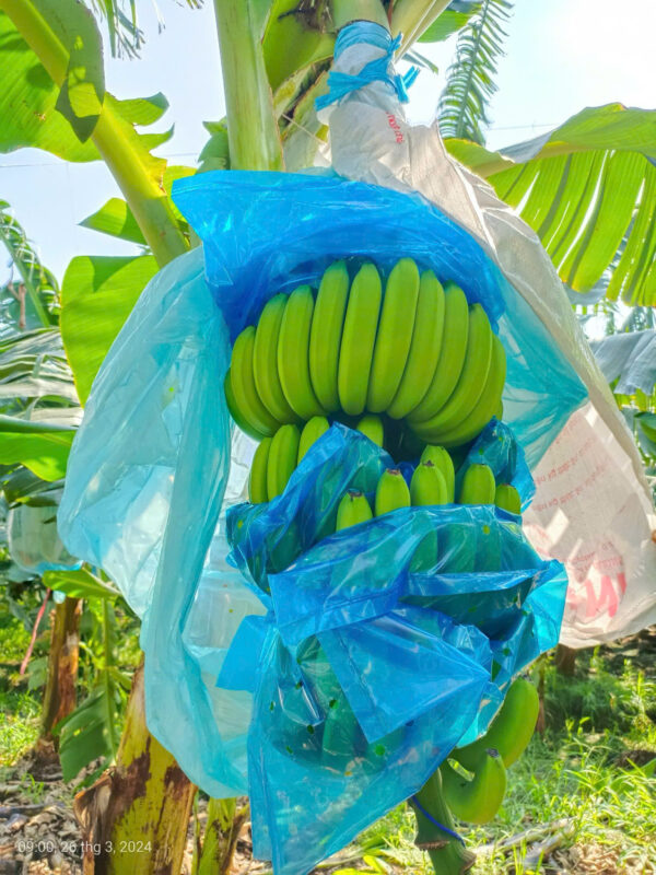 Green Cavendish Bananas