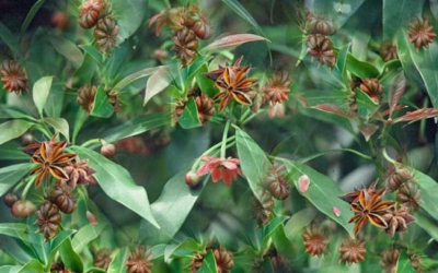 star anise tree