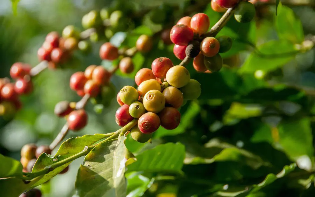 green coffee bean